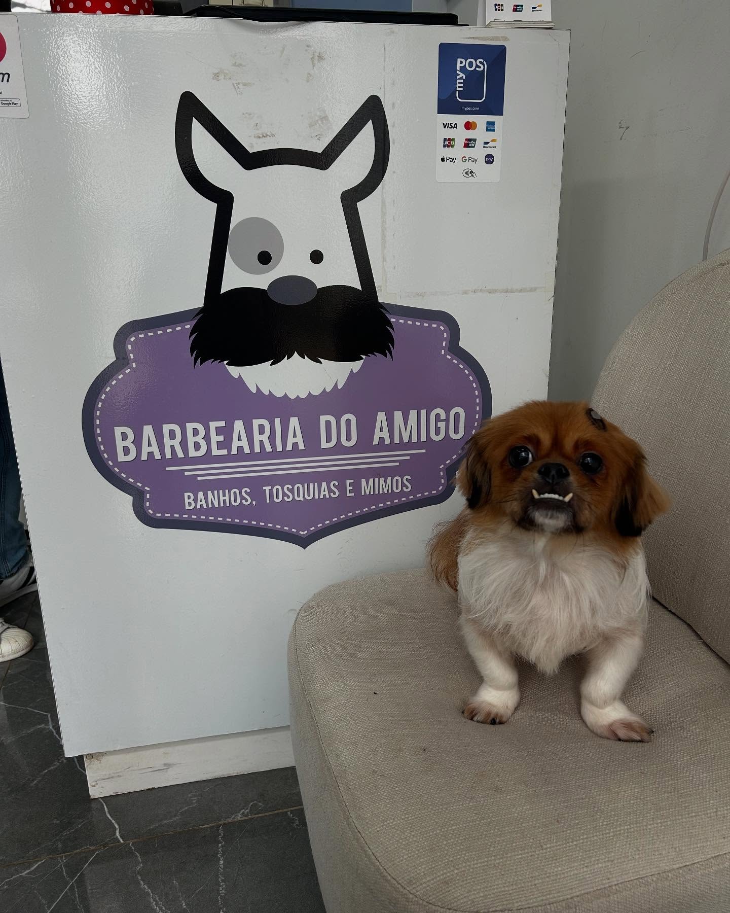 Cãozinho na loja ao lado do logo da Barbearia do Amigo
