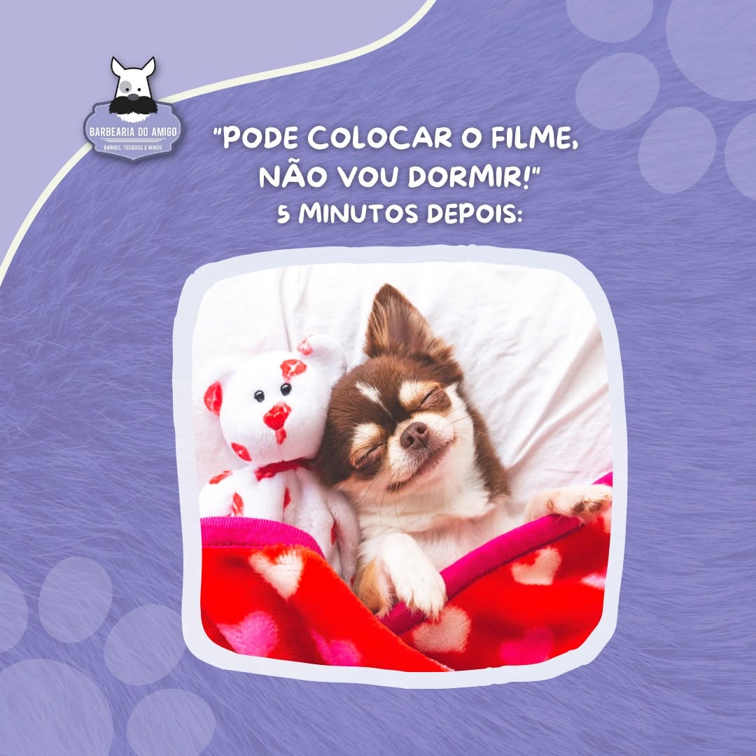 Cãozinho a dormir agarrado a um peluche