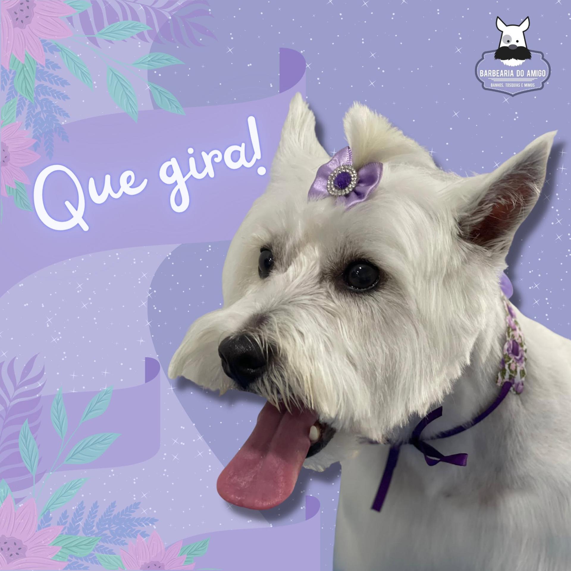 Cãozinha branca com laço lilás — que gira!