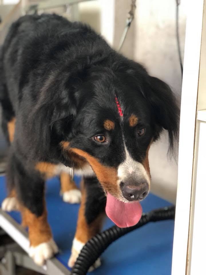 Bernese Mountain Dog na mesa de tosquia da Barbearia do Amigo